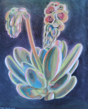 Load image into Gallery viewer, Blooming Echeveria Original Oil Painting