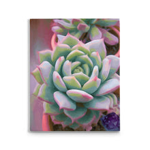 Load image into Gallery viewer, Echeveria With Amethyst, Traditional Stretched Canvas Reproduction, Original Art By Melodia, Contemporary, Modern, Scandi, Botanical Art
